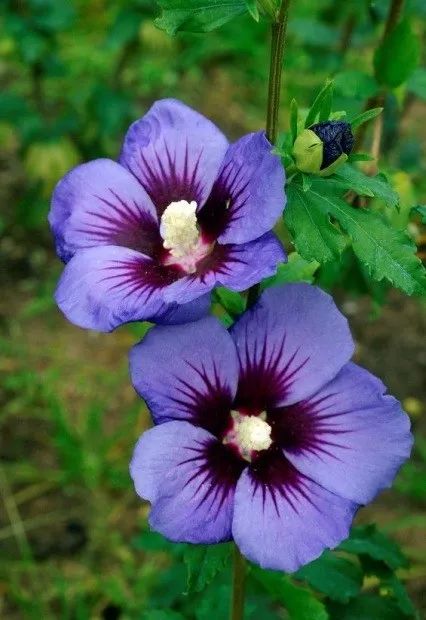 好种植的藤本植物,45种植物图片