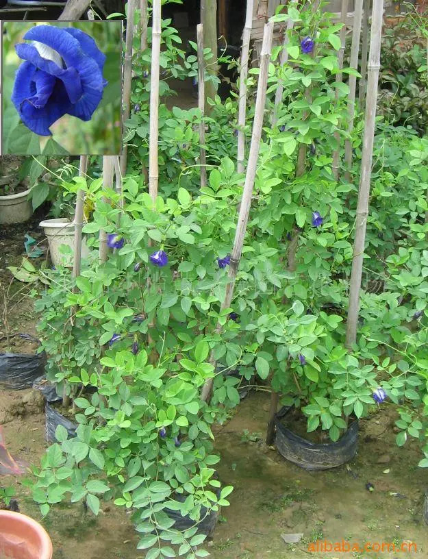 好种植的藤本植物,45种植物图片