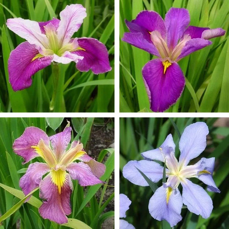好种植的藤本植物,45种植物图片