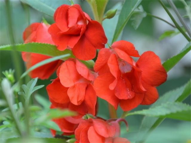 种花带壳种多少天能出苗,容易成活的花种第二天发芽