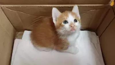 猫狗大战联盟猫咪,猫狗大联盟视频