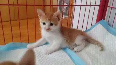 猫狗大战联盟猫咪,猫狗大联盟视频