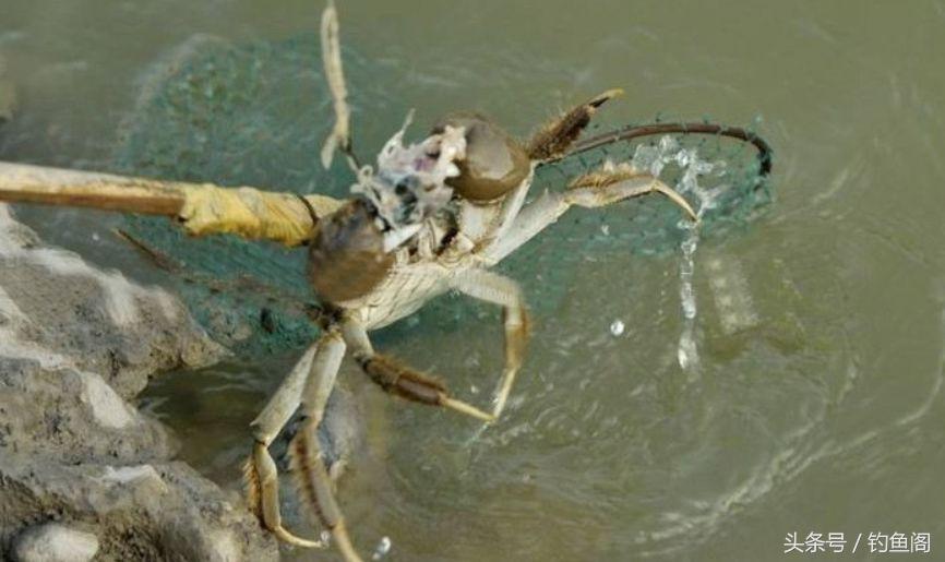 野钓怎么避免螃蟹闹窝,水库夜钓螃蟹闹窝咋办