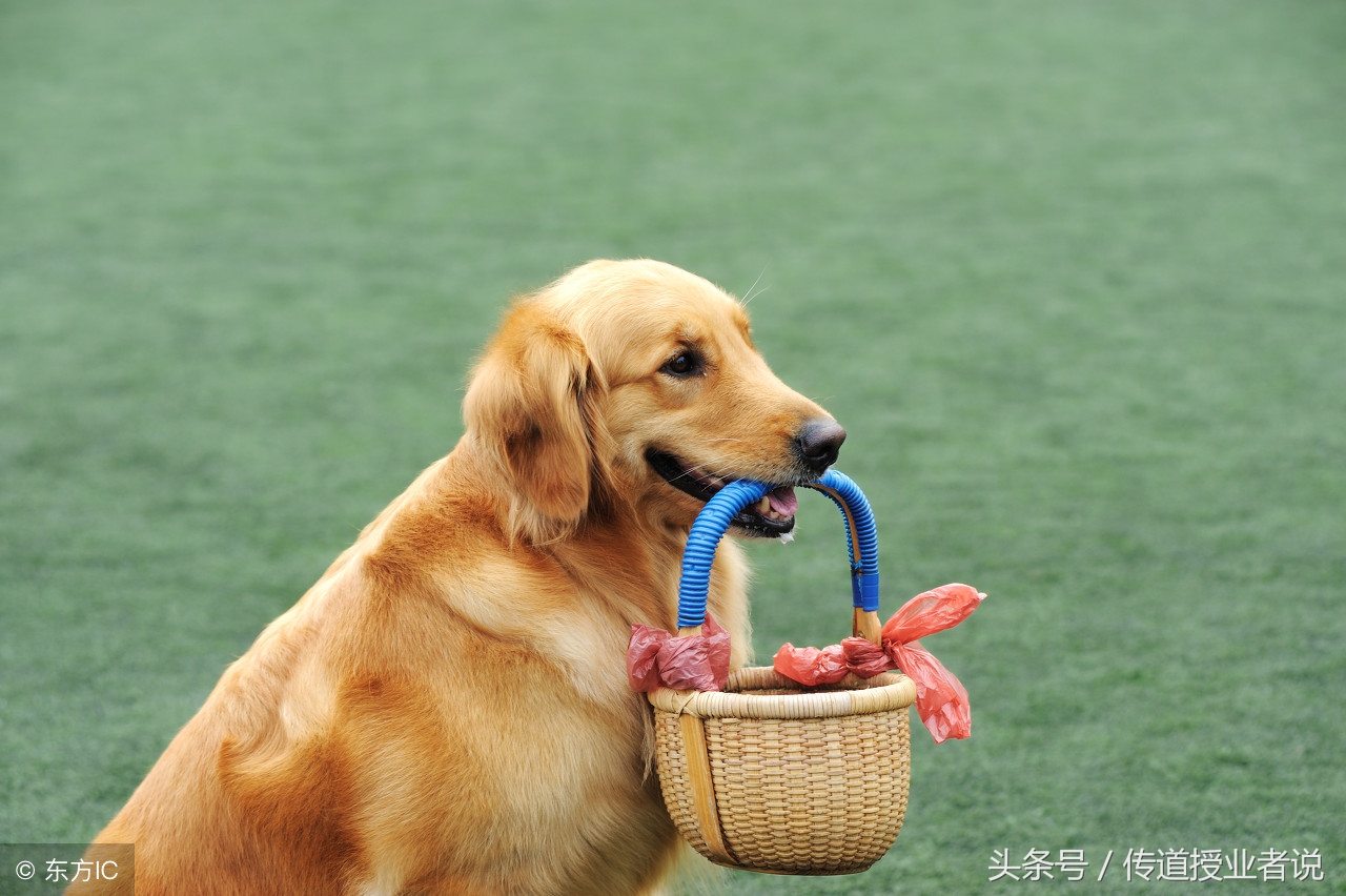 幼儿小谜语大全3-5岁趣味谜语,谜语大全及答案爆笑幼儿园