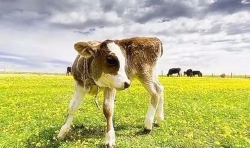 小牛怎么才能做好吃的,小牛为什么磨角