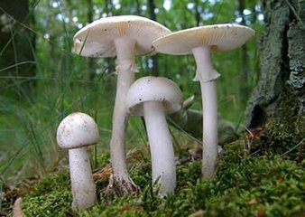 青海毒蘑菇图鉴,常见毒蘑菇图鉴福建