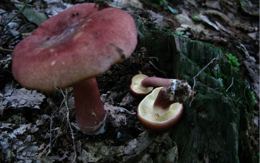 青海毒蘑菇图鉴,常见毒蘑菇图鉴福建