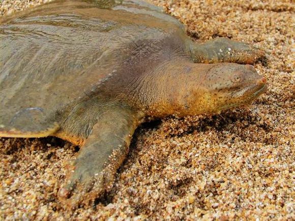 龟鳖目动物大全及图片,所有龟鳖类动物