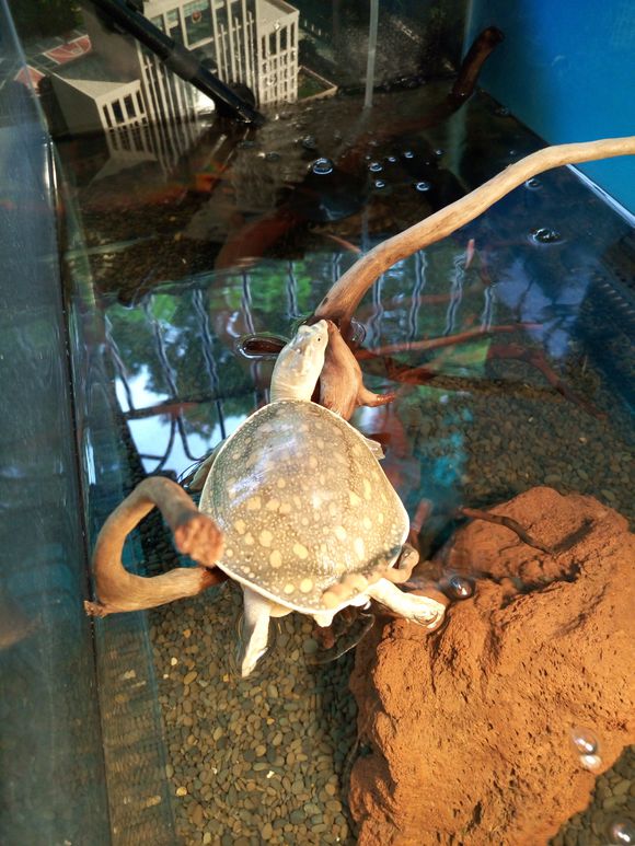 科普龟类知识视频展示,所有龟鳖类动物