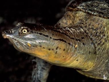 科普龟类知识视频展示,所有龟鳖类动物