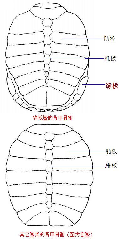 科普龟类知识视频展示,所有龟鳖类动物