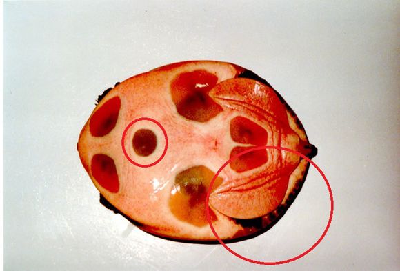 龟鳖目动物大全及图片,所有龟鳖类动物