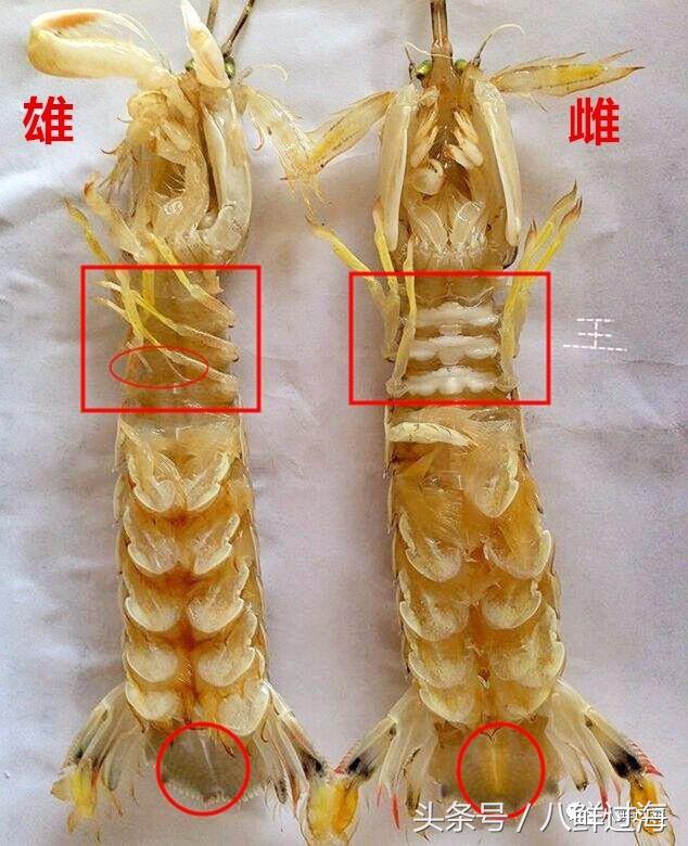 比手臂还大的皮皮虾吃起来超过瘾,比手臂还粗的皮皮虾你吃过了吗