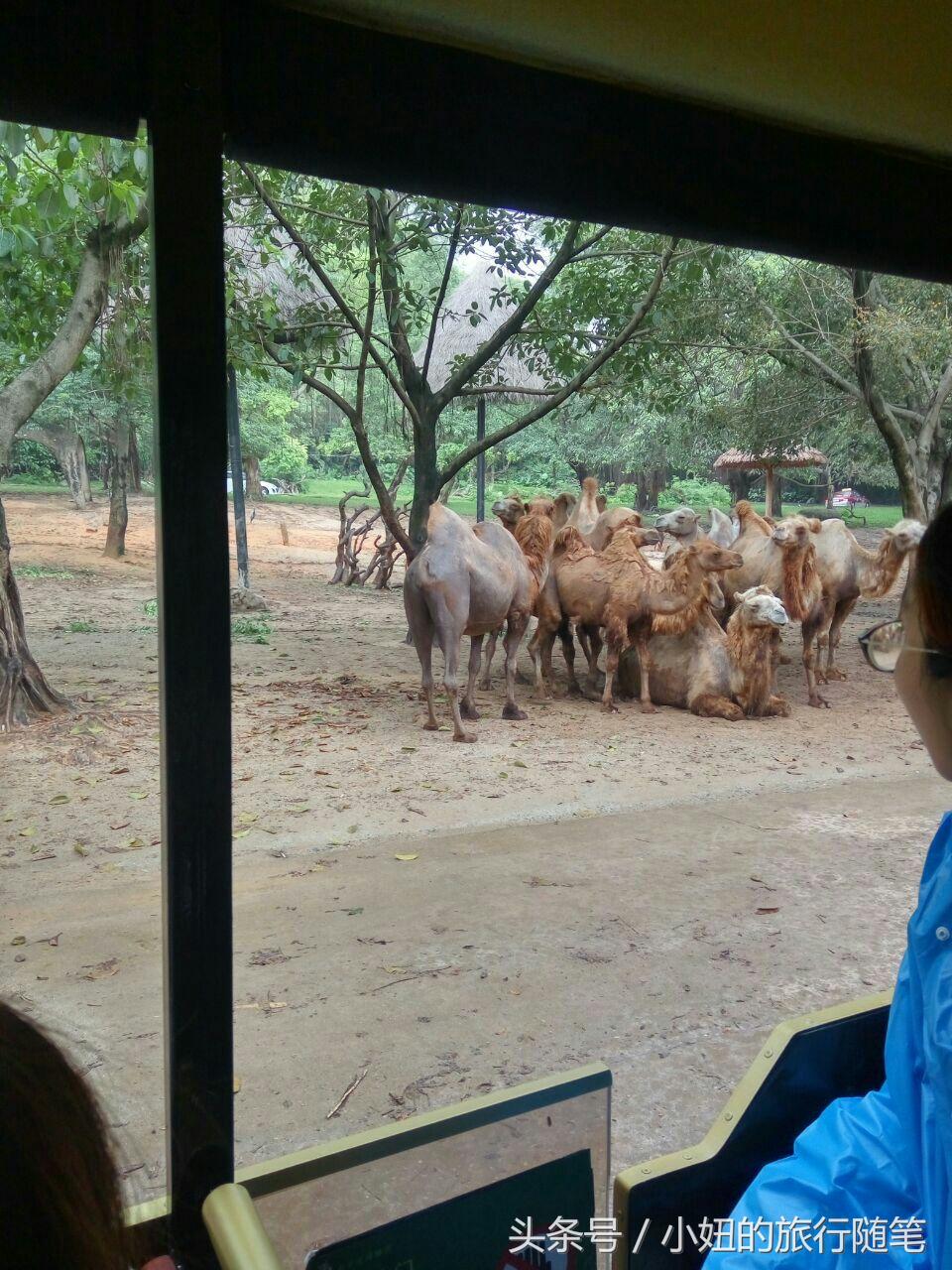国内哪个动物园有考拉,广州长隆野生动物园考拉馆介绍