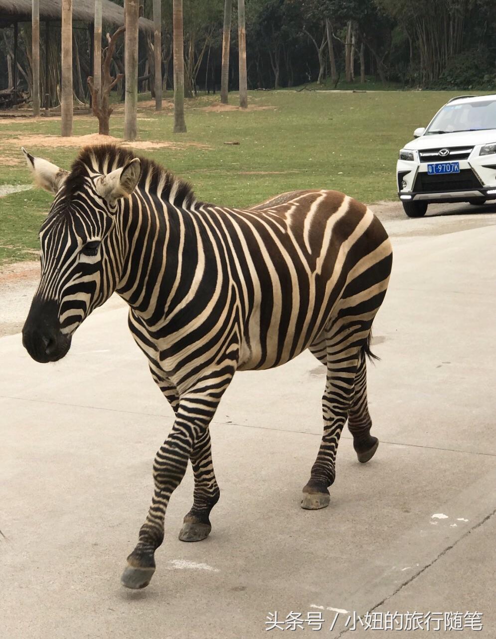 全国唯一可以看考拉的动物园,考拉野生动物园