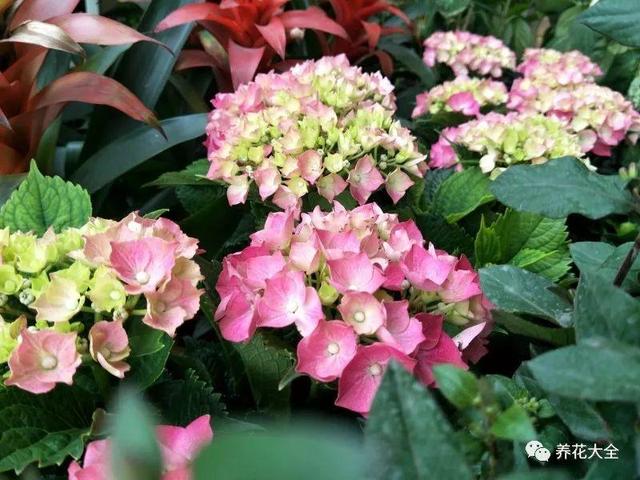 用塑料瓶自己做自动浇水种菜神器,空瓶子改造浇水器的小妙招