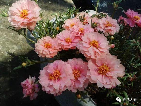 用塑料瓶自己做自动浇水种菜神器,空瓶子改造浇水器的小妙招