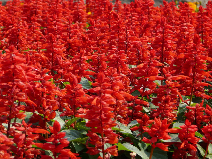 一种可以吸蜜的花,有一种红色的花可以吸蜜汁