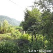 大沽河同题诗《秋月》总汇——56首