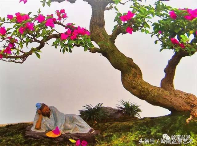 精品掌中宝三角梅盆景,顶级国宝级三角梅盆景