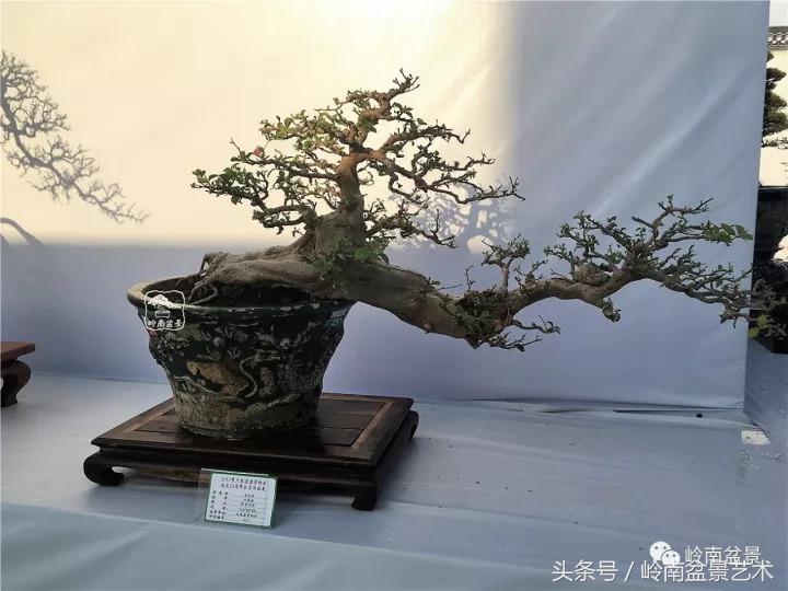 精品掌中宝三角梅盆景,顶级国宝级三角梅盆景