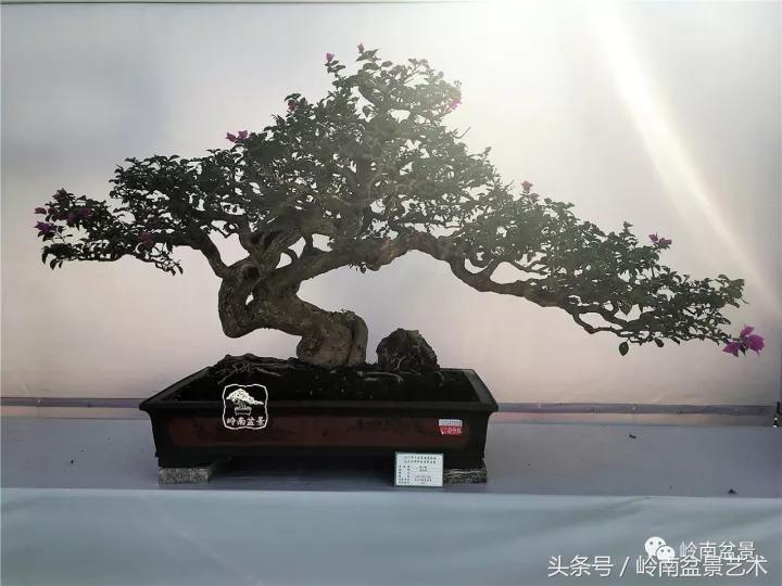 精品掌中宝三角梅盆景,顶级国宝级三角梅盆景