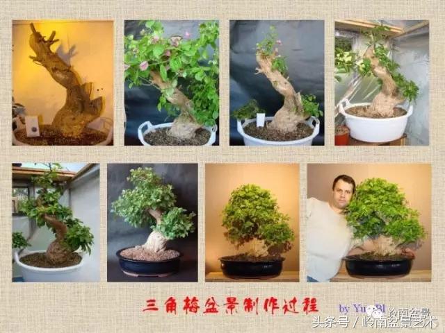 精品掌中宝三角梅盆景,顶级国宝级三角梅盆景