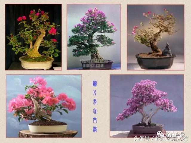 精品掌中宝三角梅盆景,顶级国宝级三角梅盆景