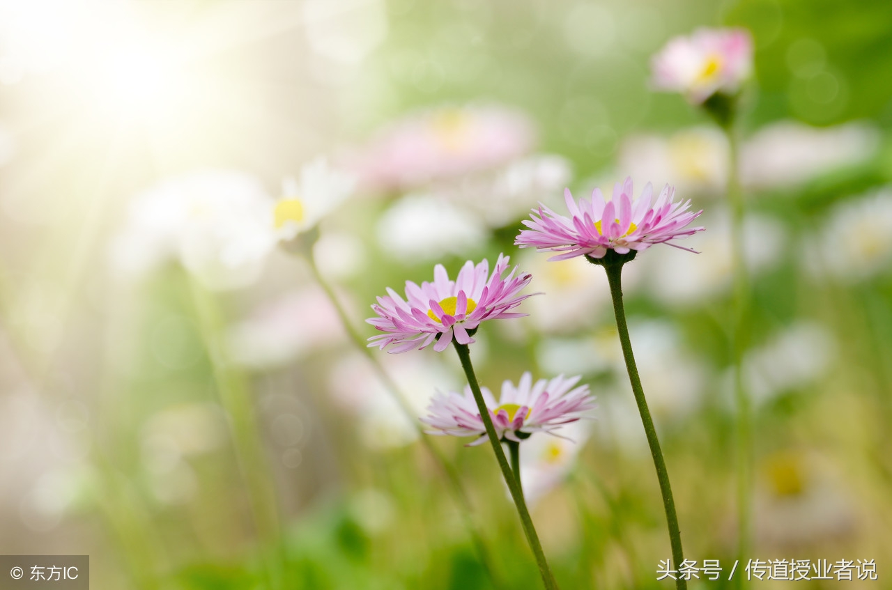 语文三年级上册作文所有单元范文,人教版三年级语文上册必背作文