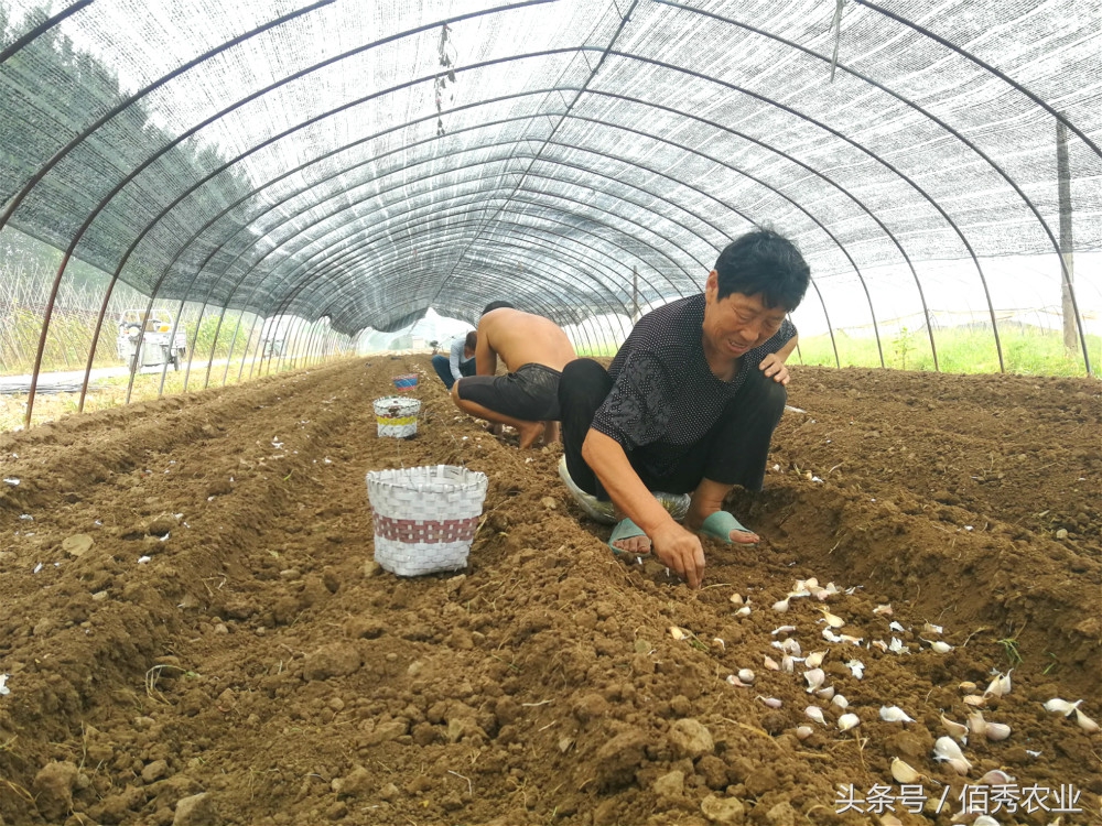 大蒜种植赚钱吗,怎样种植大蒜又高产又有效