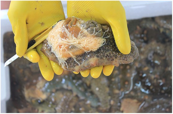 太热情，应邀来给大家介绍下家乡大连长海野生海参和当地生活！