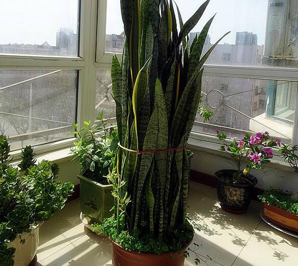 虎皮兰剪掉头还能活吗,虎皮兰为什么会拦腰折断