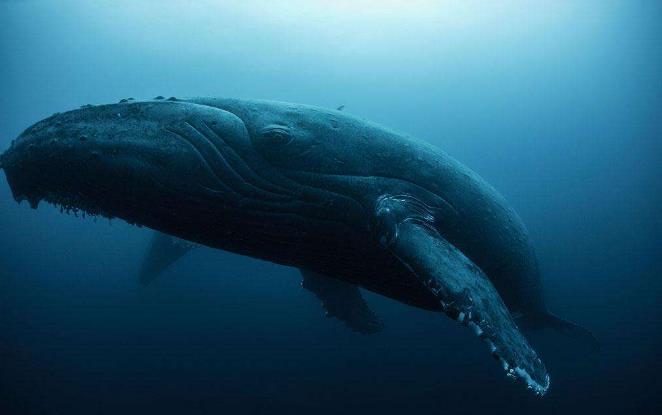 动物听到人类的声音是怎样的,动物能听到的声音和人类一样吗