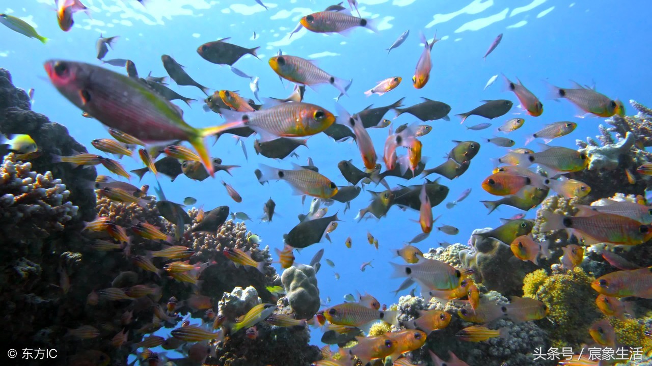 淡水鱼品种识别,溪流台钓常见鱼种