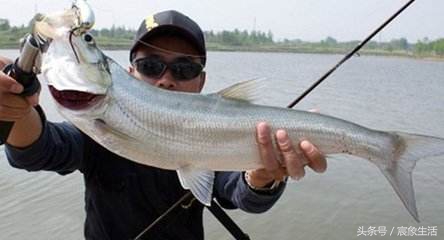 钓鱼零基础台钓知识大全,淡水鱼品种及习性大图