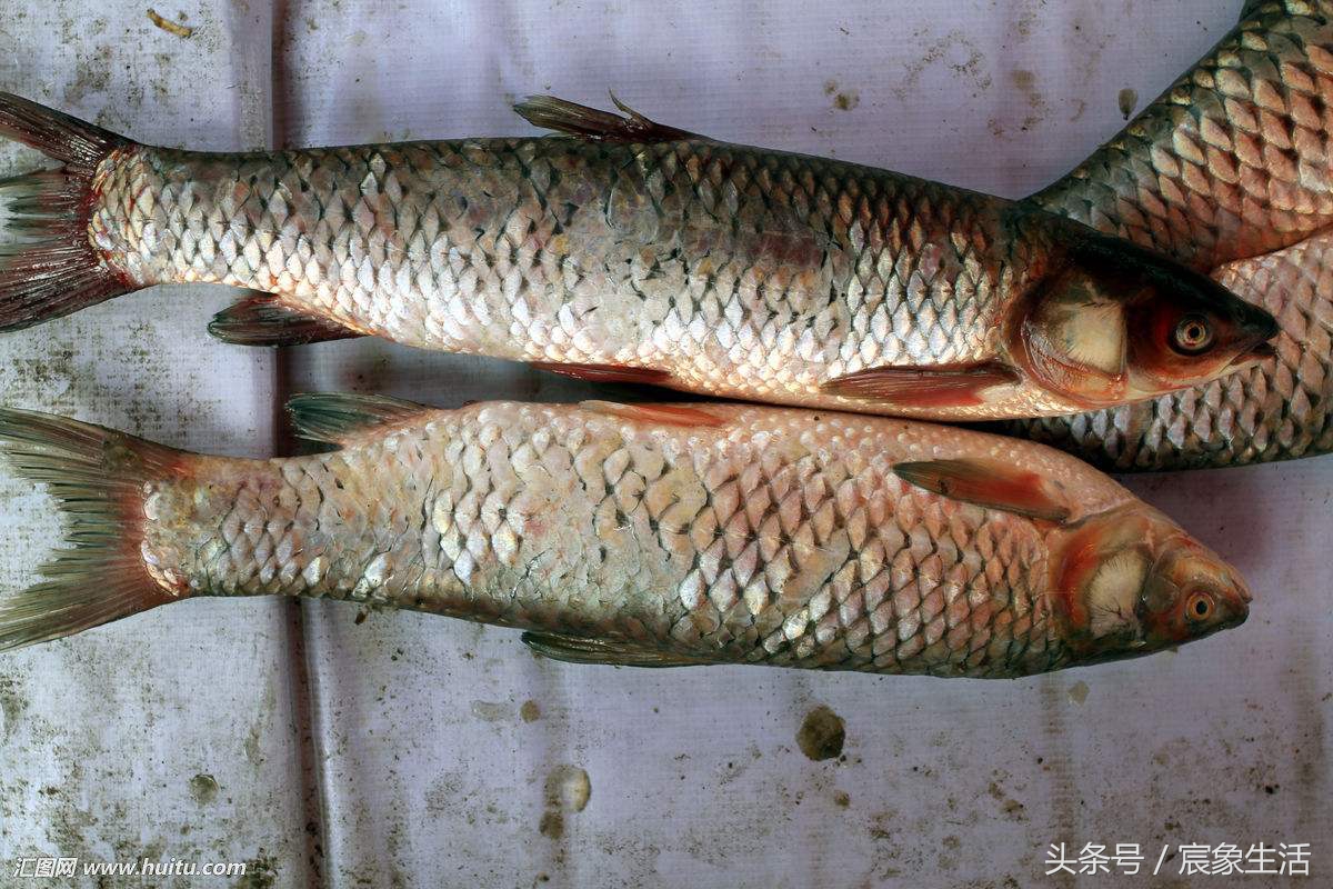 淡水鱼品种识别,溪流台钓常见鱼种