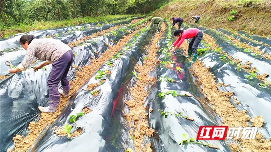 「看区县」永定区官黎坪街道河长制常态化巡河见成效/武陵源区三举措打造智慧养老服务“物联网”成效显著（更多）