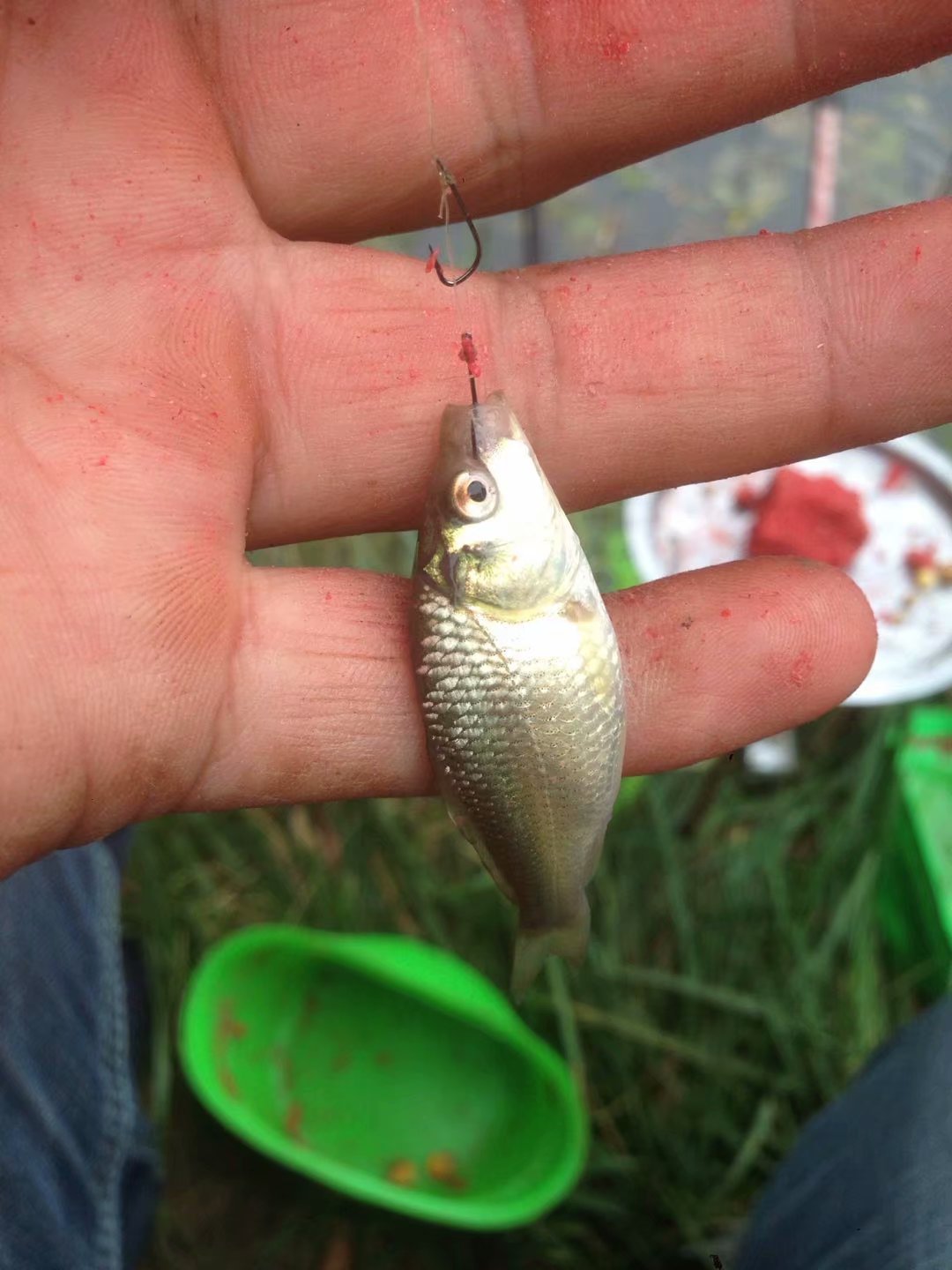 天凉鱼不开口,天凉鱼儿不开口吃饵