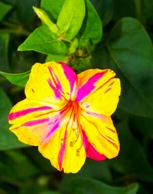 又见一朵美丽的茉莉花,七彩紫茉莉花