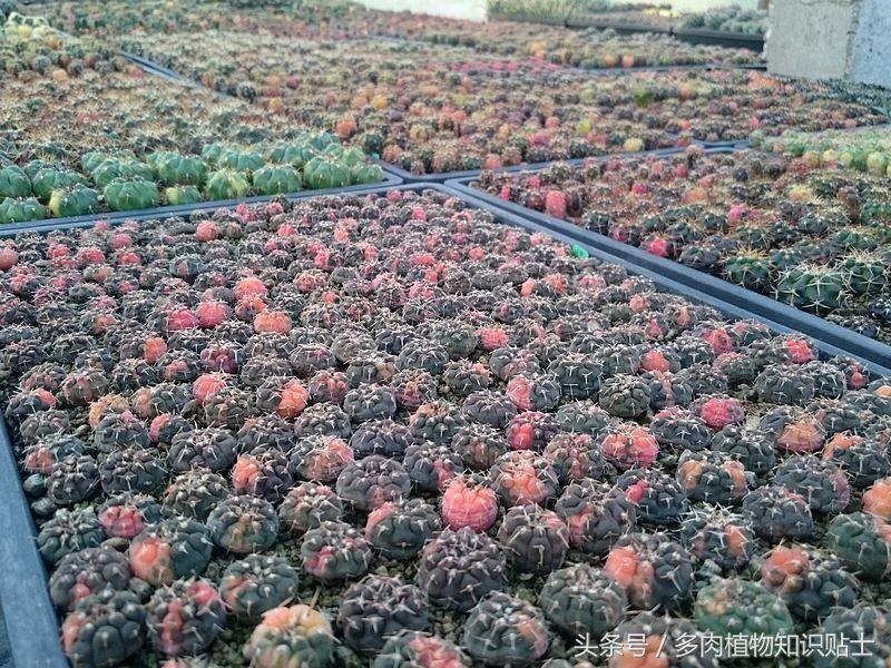 仙人球的养护秘籍,仙人球的养护方法