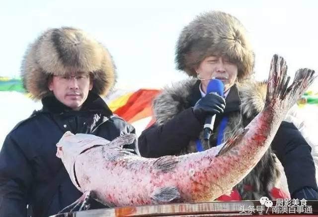 汕头南澳金钱鮸,最贵鮸鱼