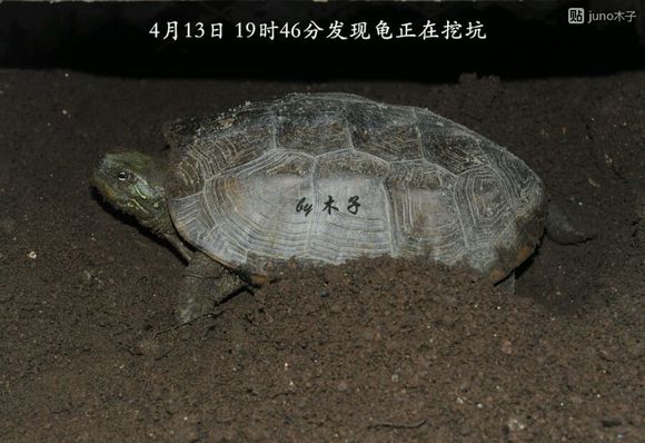 草龟繁殖经验分享孵蛋40天破壳,草龟孵化及幼龟养殖