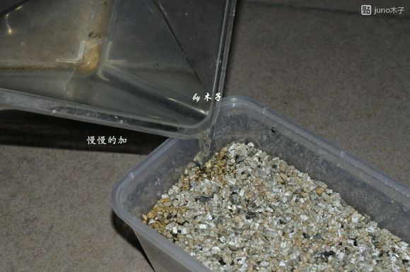 草龟繁殖经验分享孵蛋40天破壳,草龟孵化及幼龟养殖