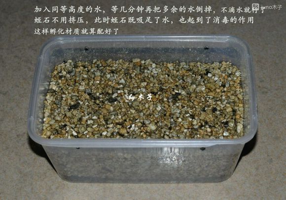 草龟繁殖经验分享孵蛋40天破壳,草龟孵化及幼龟养殖