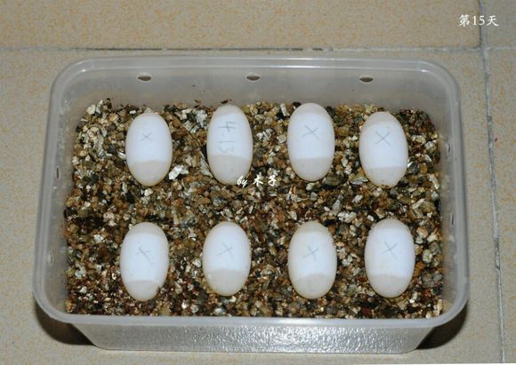 草龟繁殖经验分享孵蛋40天破壳,草龟孵化及幼龟养殖