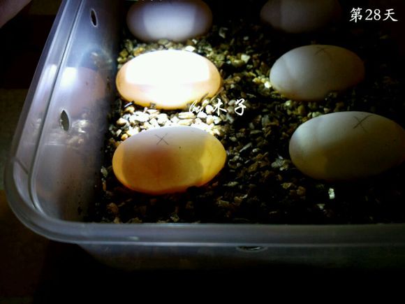 草龟繁殖经验分享孵蛋40天破壳,草龟孵化及幼龟养殖