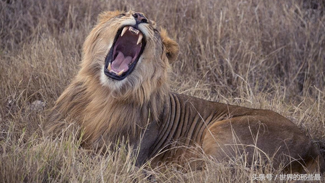 棕熊打老虎狠还是打狮子狠,棕熊和狮子谁更强