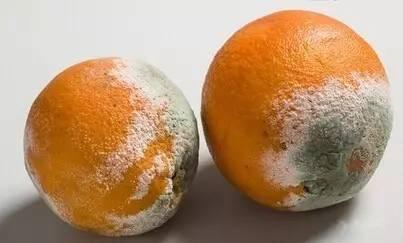 水果霉菌加热100度能杀死吗,如何杀掉水果表面霉菌