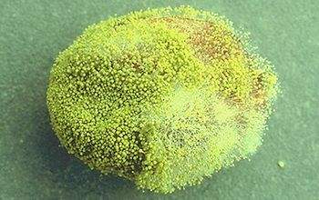 水果变质霉菌怎么消灭,怎么杀死水果中的霉菌