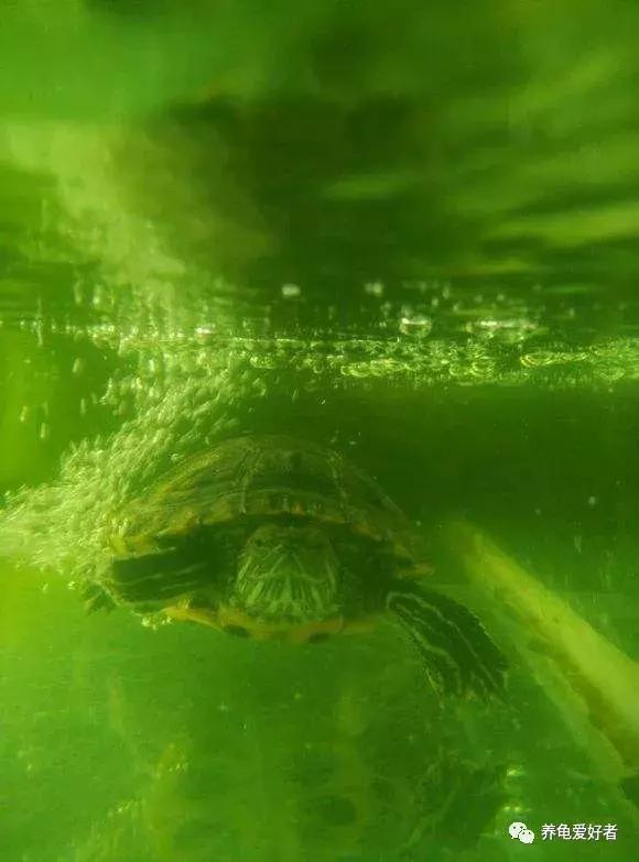 绿水养龟的绿水怎么来的,绿水养龟绿水容易臭吗